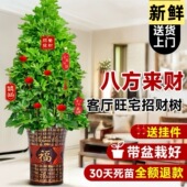 八方来财鸭脚木盆栽植物丛生盆栽客厅绿植室内外大型花卉树苗四季