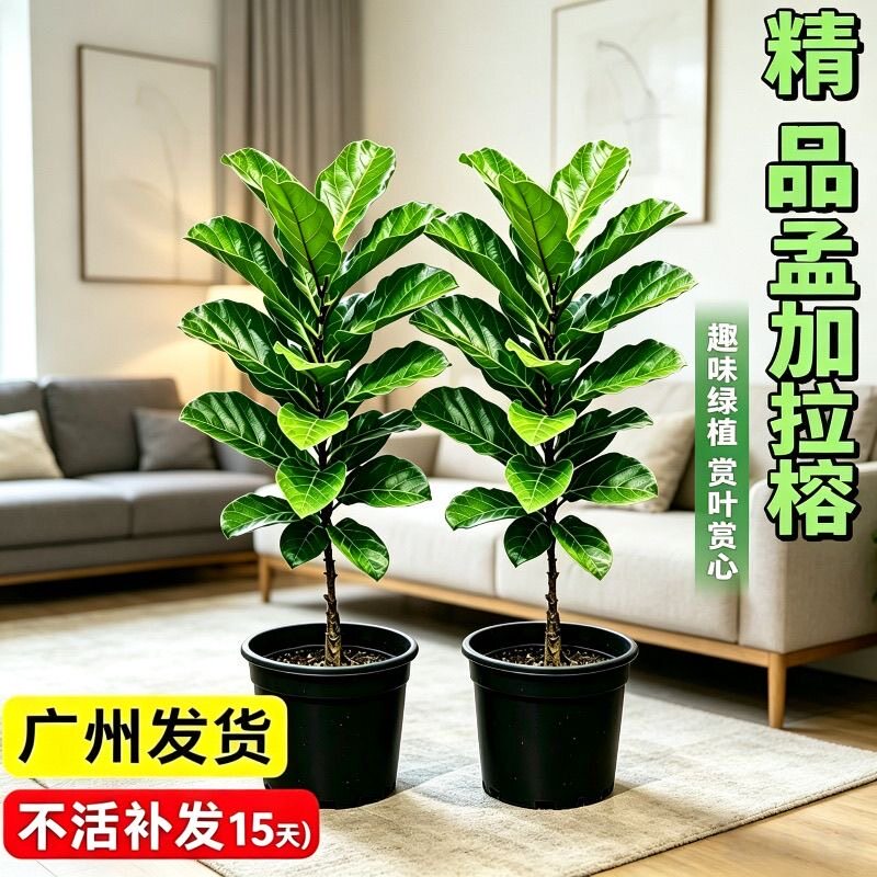 大粗杆孟加拉榕树独杆棒棒糖客厅盆栽大绿植办公室好养发财树植物