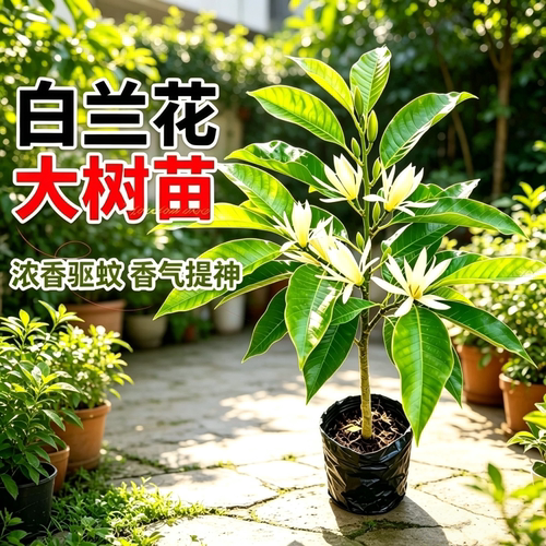 白兰花玉兰花大树苗带花苞矮化老桩盆栽紫黄角黄果兰花卉绿植植物