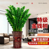 金钱树盆栽植物室内花卉客厅四季 常青好养耐阴绿植摇钱串子发财树