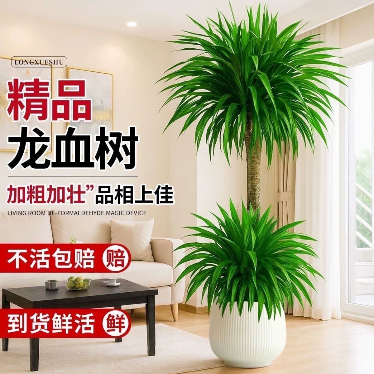 龙血树客厅绿植室内造型双层盆栽大型植物龙须树盆景好养净化空气