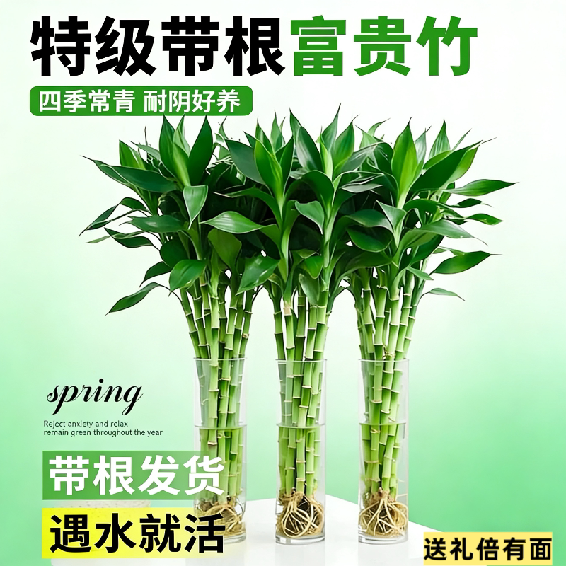 富贵竹水养客厅带根水培植物盆栽招财观音竹大宽叶加粗文昌竹吉祥