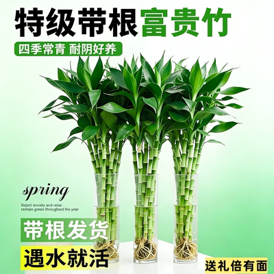 富贵竹水养客厅带根水培植物盆栽招财观音竹大宽叶加粗文昌竹吉祥