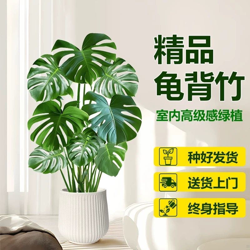 龟背竹客厅盆栽老桩植物办公室大型绿植室内盆景净化空气摆件招财
