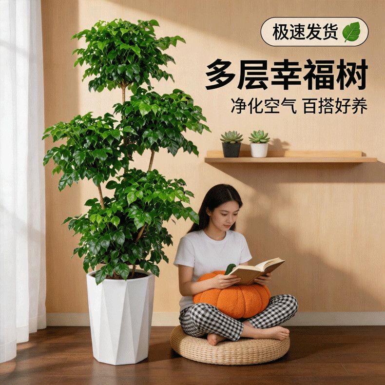 造型幸福树老桩带原土盆幸福树大型盆栽室内客厅四季常青懒人好养