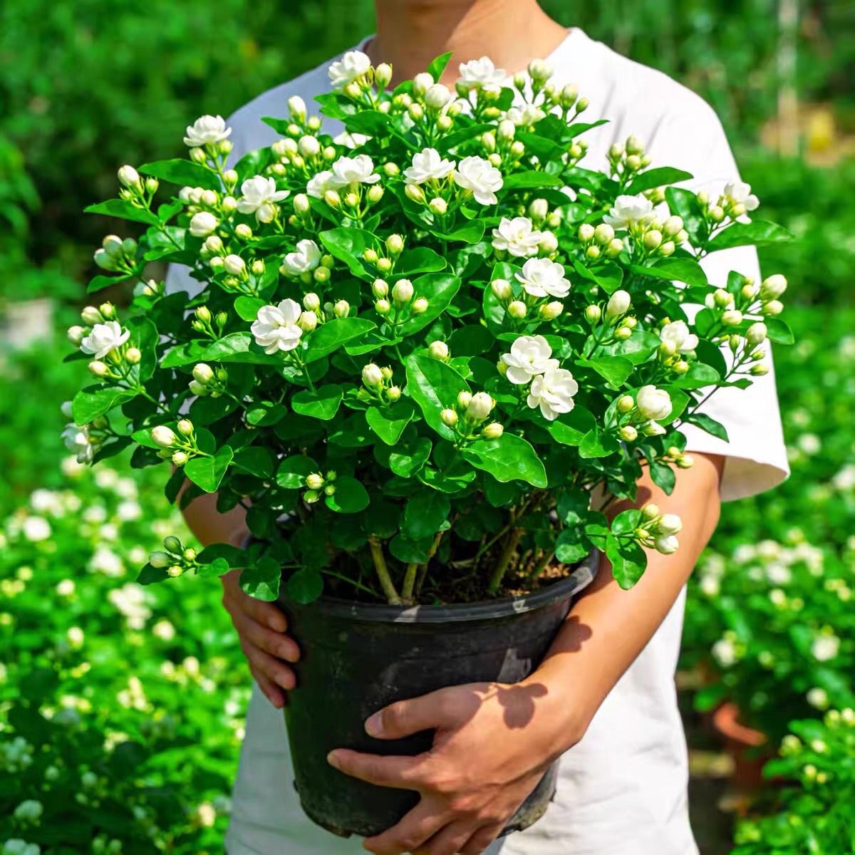 茉莉花盆栽茉莉花卉阳台四季开花绿植物室内鲜花老桩花期驱蚊室外