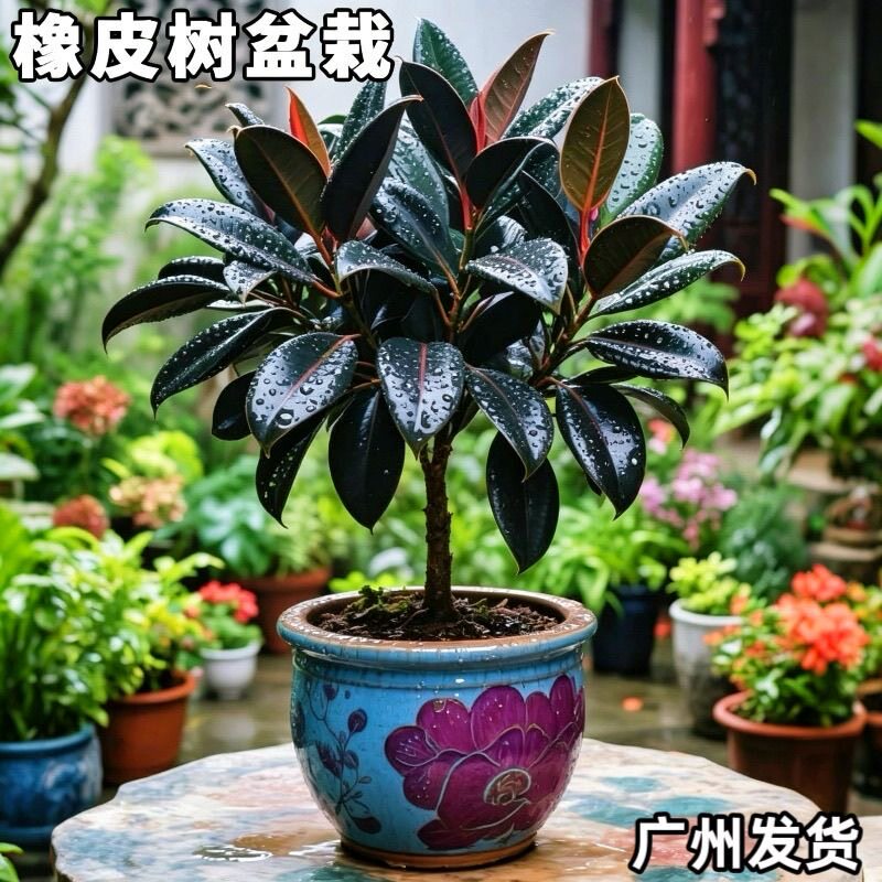 橡皮树盆栽室内客厅办公室桌面黑金刚绿植净化空气吸甲醛四季常青