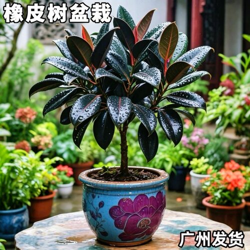 橡皮树盆栽室内客厅办公室桌面黑金刚绿植净化空气吸甲醛四季常青