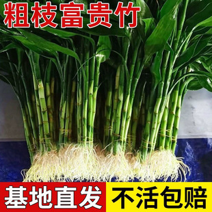 富贵竹水养客厅带根水培植物盆栽土招财大宽叶加粗室内吉祥转运竹