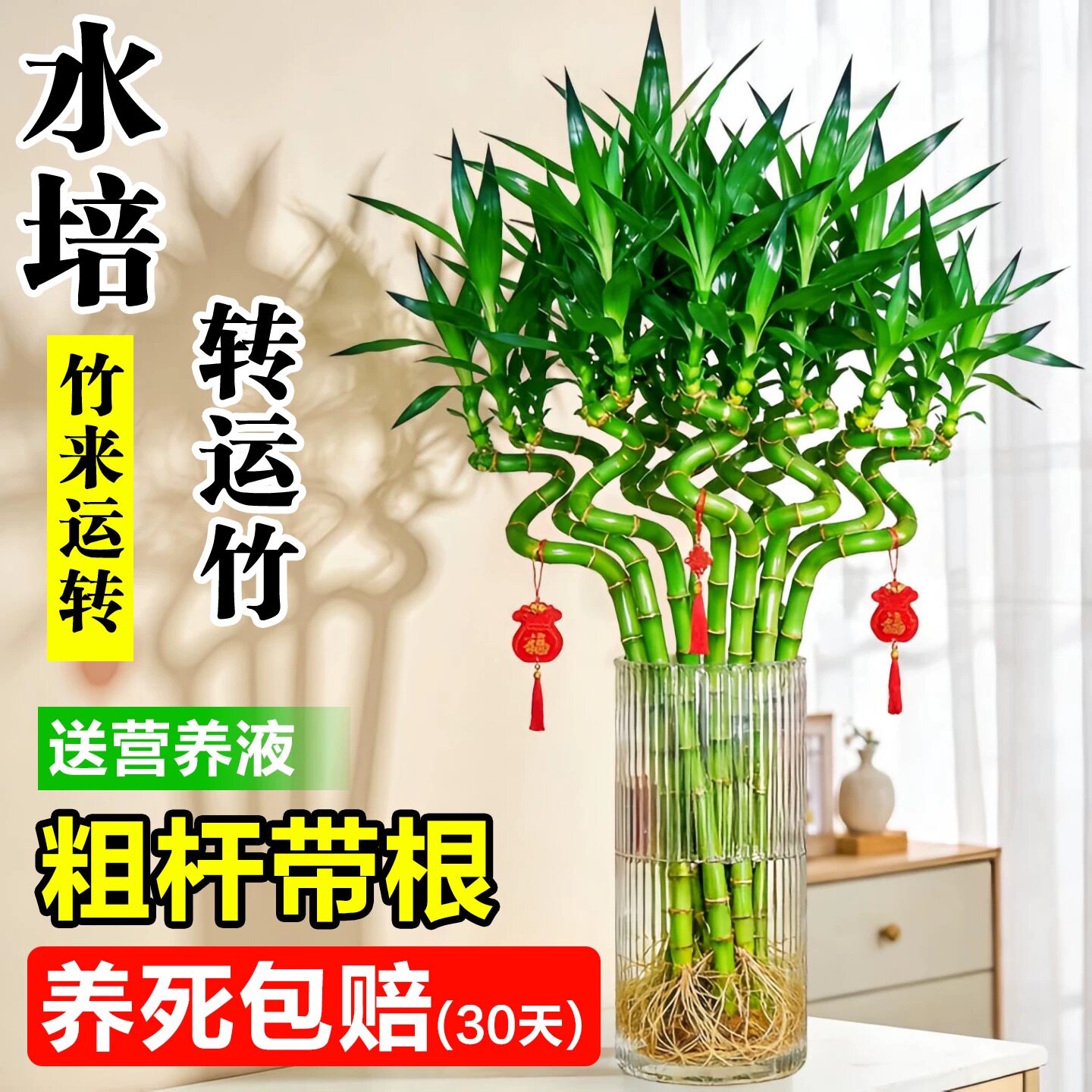 带根转运竹水培富贵竹植物开运竹水养客厅弯竹子盆栽招财室内植物