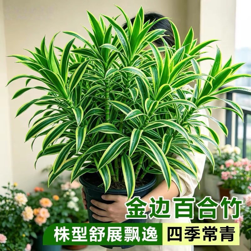 金心百合竹盆栽室内客厅办公室送礼桌面绿植花卉四季常青净化空气