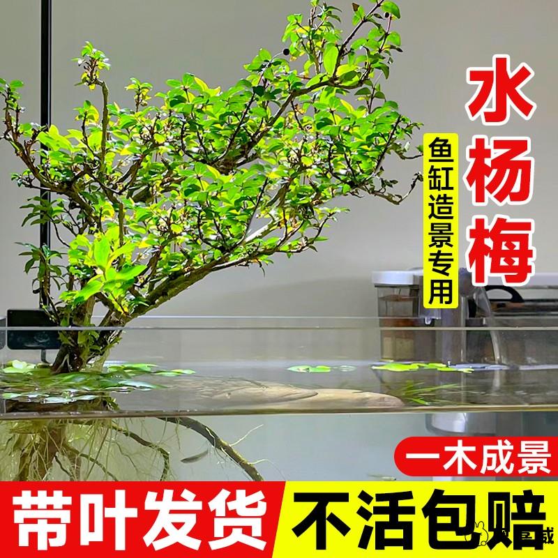 水杨梅鱼缸造景装饰水草植物阴性绿植乌龟缸水族箱净化淡水质盆栽