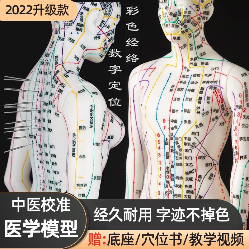 人体穴位经络模型人中医人模标准大图针灸人形全身可扎针练习铜人