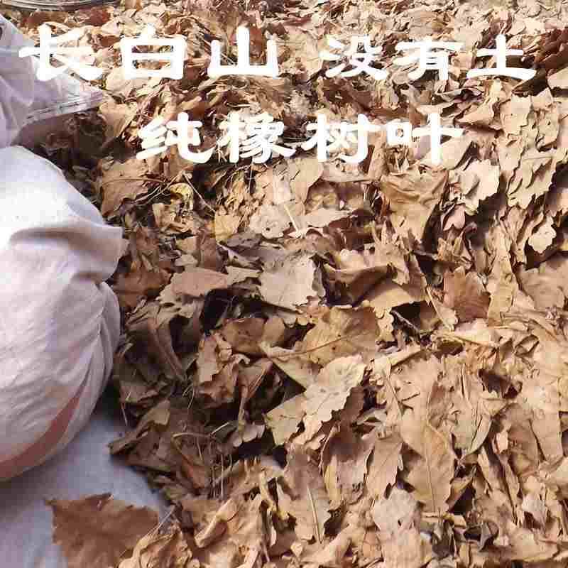 腐熟土君子兰专用兰花纯松针橡树叶腐叶土花叶土泥炭种植橡树无土