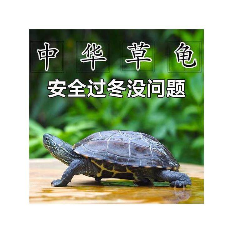 乌龟活体宠物龟草龟外塘金线草龟中华草龟水陆招财龟一只包邮,3C数码配件,USB多功能数码宝,淘宝优惠券,粉丝福利购,淘宝优惠卷