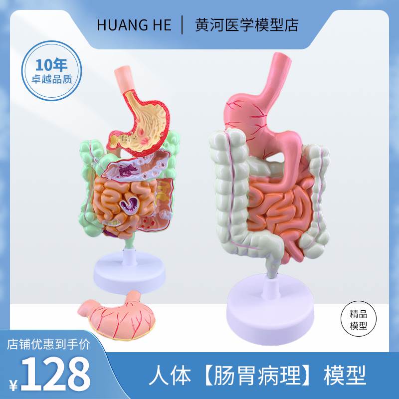 人体消化系统解剖模型大肠模型直肠十二指肠内脏肠胃解剖构造模型 玩具/童车/益智/积木/模型 其他模型玩具 原图主图