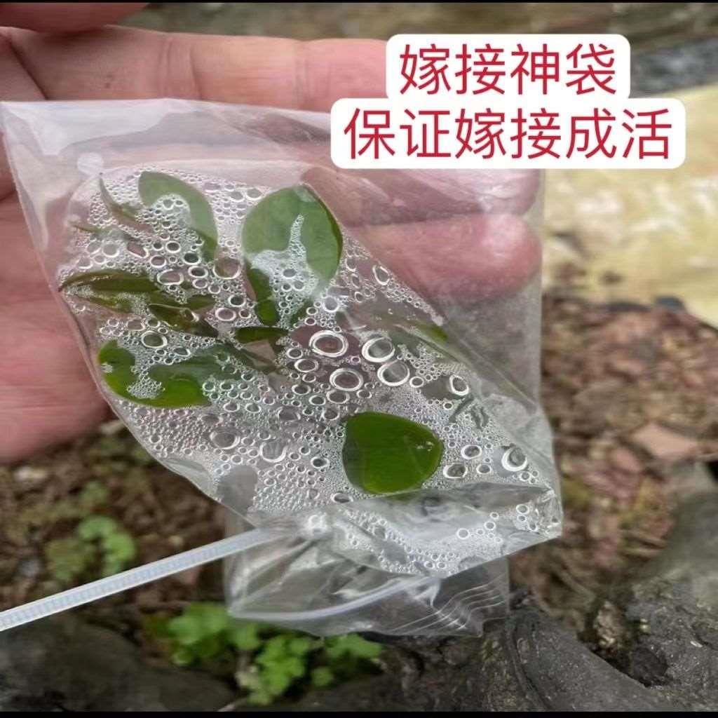 嫁接专用套袋防风雨保湿袋园林树木盆栽防冻膜嫁接树苗提高成活率