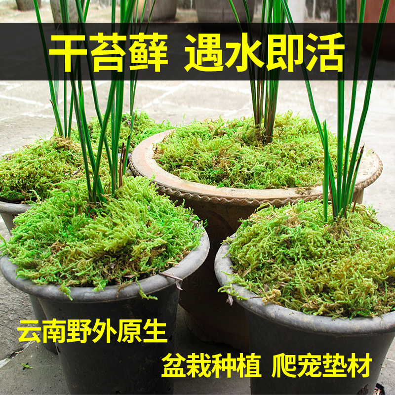 干苔藓微景观盆栽种植爬宠垫材