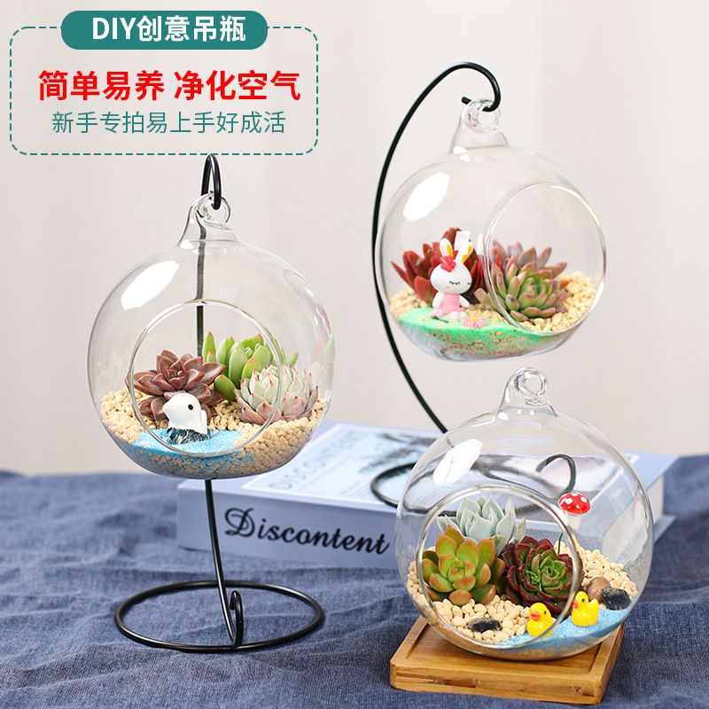 多肉植物组合盆栽套餐玻璃生态瓶多肉diy套餐公司活动室内绿植