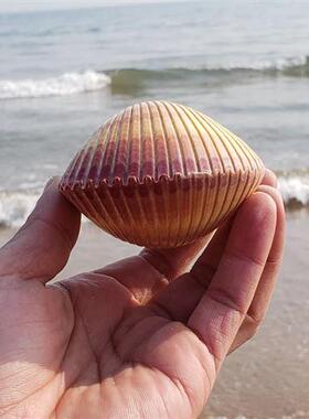天然海洋贝壳鸟尾蛤超大海螺贝壳珊瑚海星摆Q件鱼缸造景标本收藏