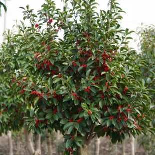 海南红豆树相思树苗北美冬青 生南国 红豆M杉盆栽庭院别墅观赏风