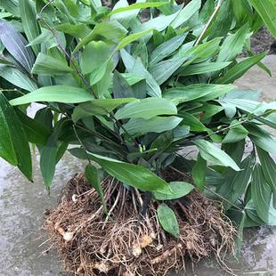 黄精种苗老虎姜苗新多花黄可种植盆栽食用新鲜现挖鸡头中草