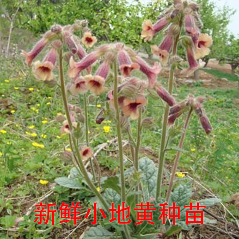 新鲜地黄根苗 地髓根 小地黄根 小生地现挖整颗带根生地黄种苗