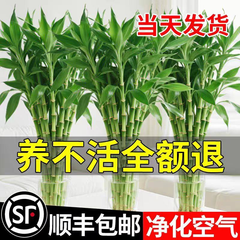 富贵竹水培植物客厅招财花卉绿植盆栽室内四季好养粗杆带根水竹子,鲜花速递/花卉仿真/绿植园艺,绿植,淘宝优惠券,粉丝福利购,淘宝优惠卷