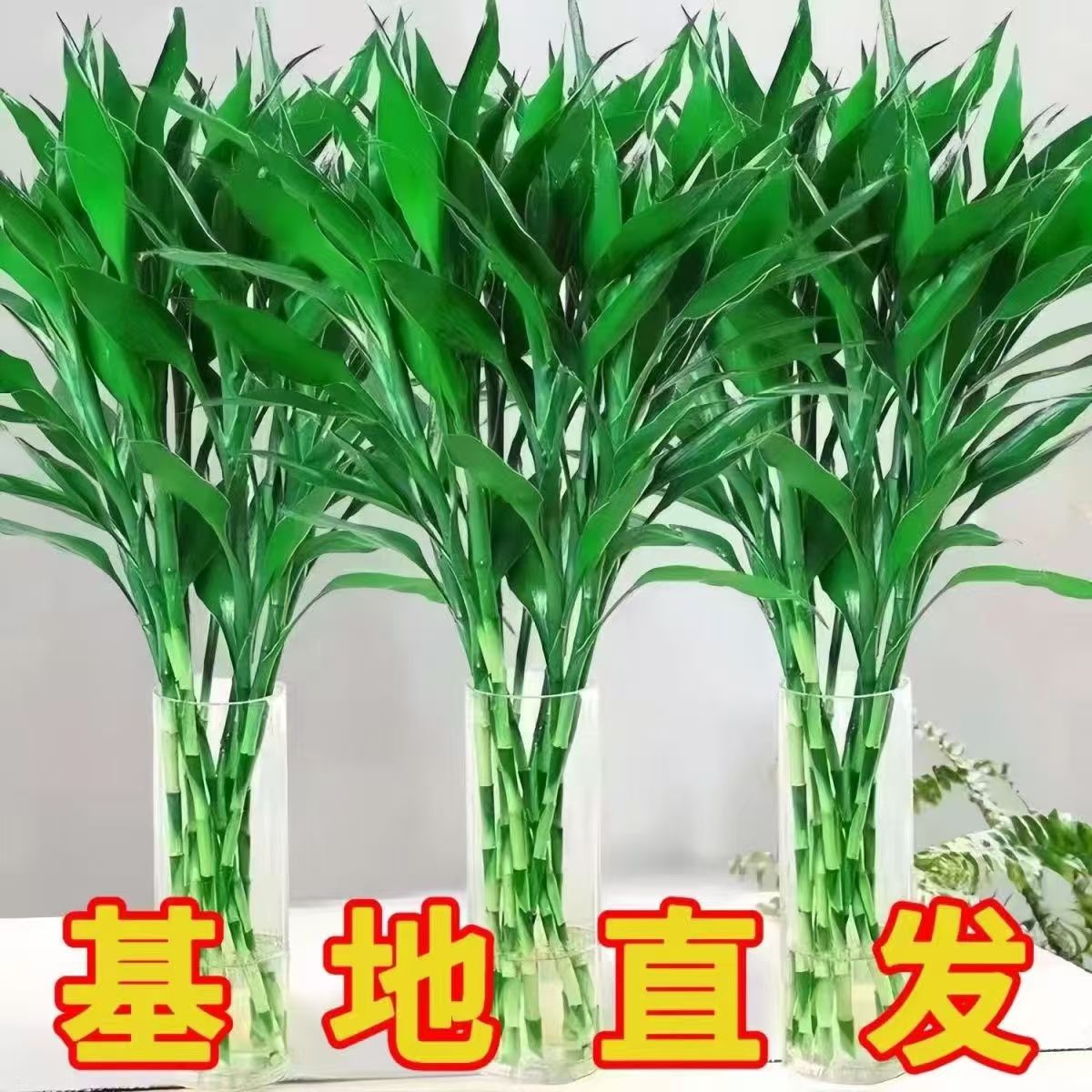 富贵竹水培绿植基地现采直发好养