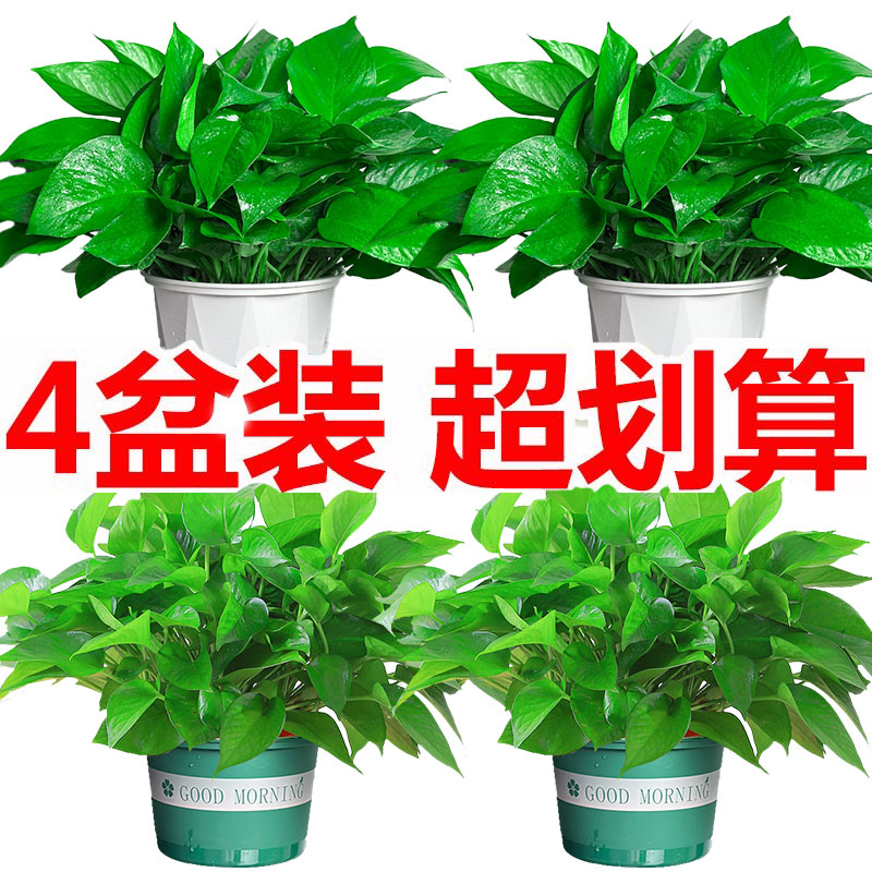 绿萝客厅吸甲醛净化空气