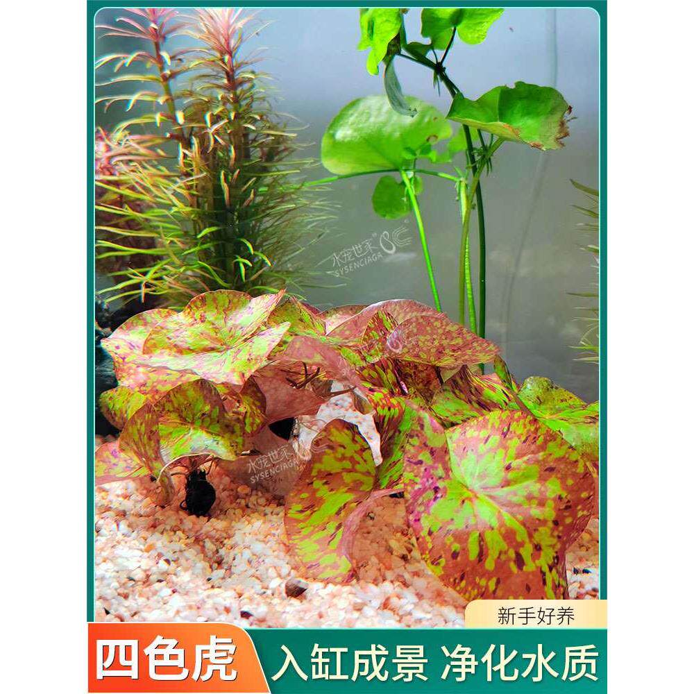 红虎睡莲青虎四色虎斑丹麦大香菇阴性水草淡水鱼缸装饰懒人水草