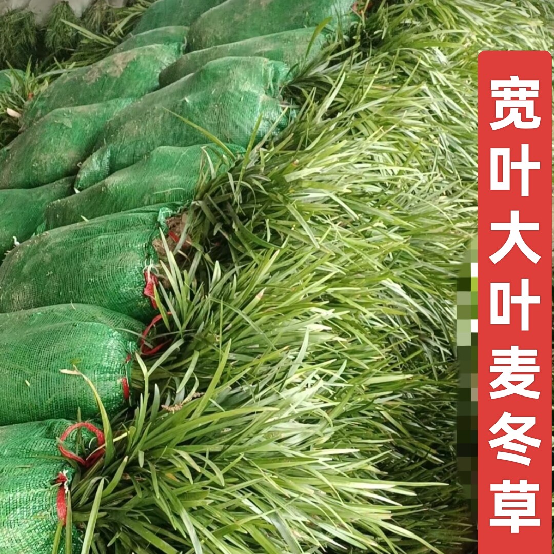 麦冬草庭院绿植耐寒耐旱