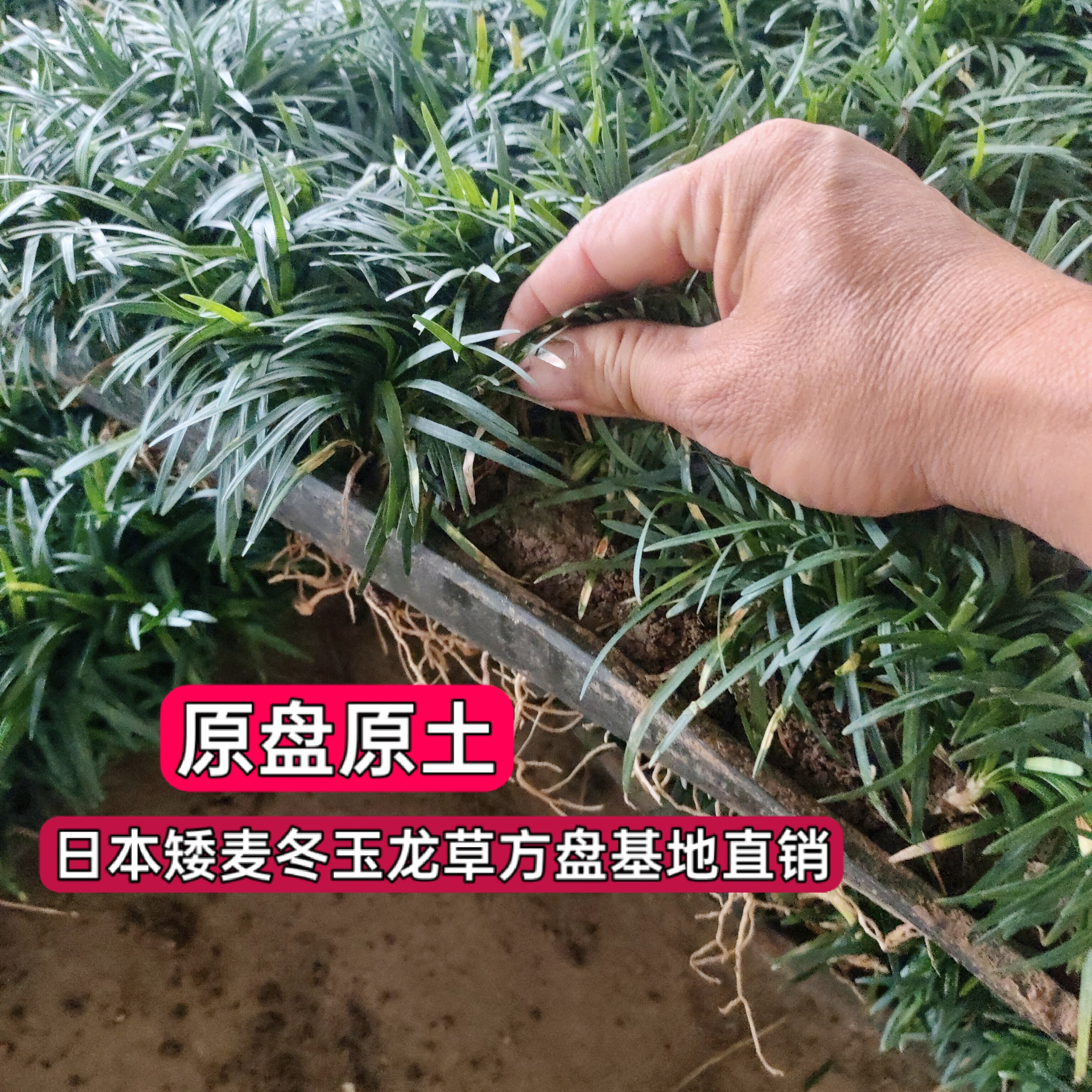 日本矮麦冬玉龙草草皮四季常青长不高耐踩踏花园庭院别墅绿化植物
