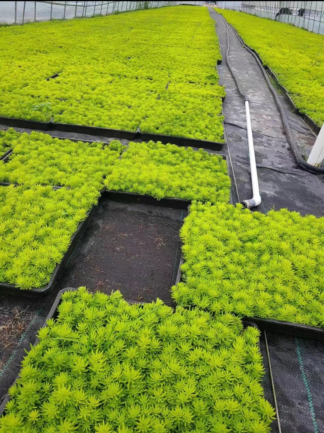 佛甲草中华景天耐寒耐旱庭院绿植