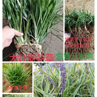 宽叶麦冬草大叶麦冬草日本矮麦冬草玉龙草细叶麦冬草常青耐旱耐寒