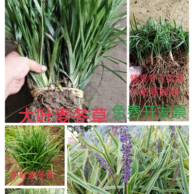 大叶麦冬草麦冬草耐寒四季常青