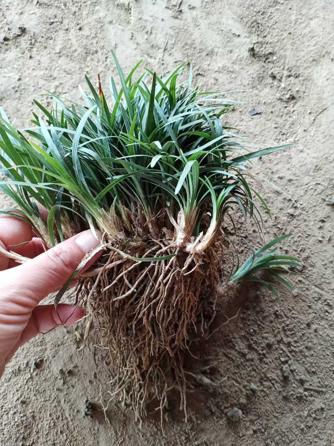 麦冬草矮麦冬草细叶麦冬草大叶麦冬四季常青耐寒草庭院绿化麦冬草