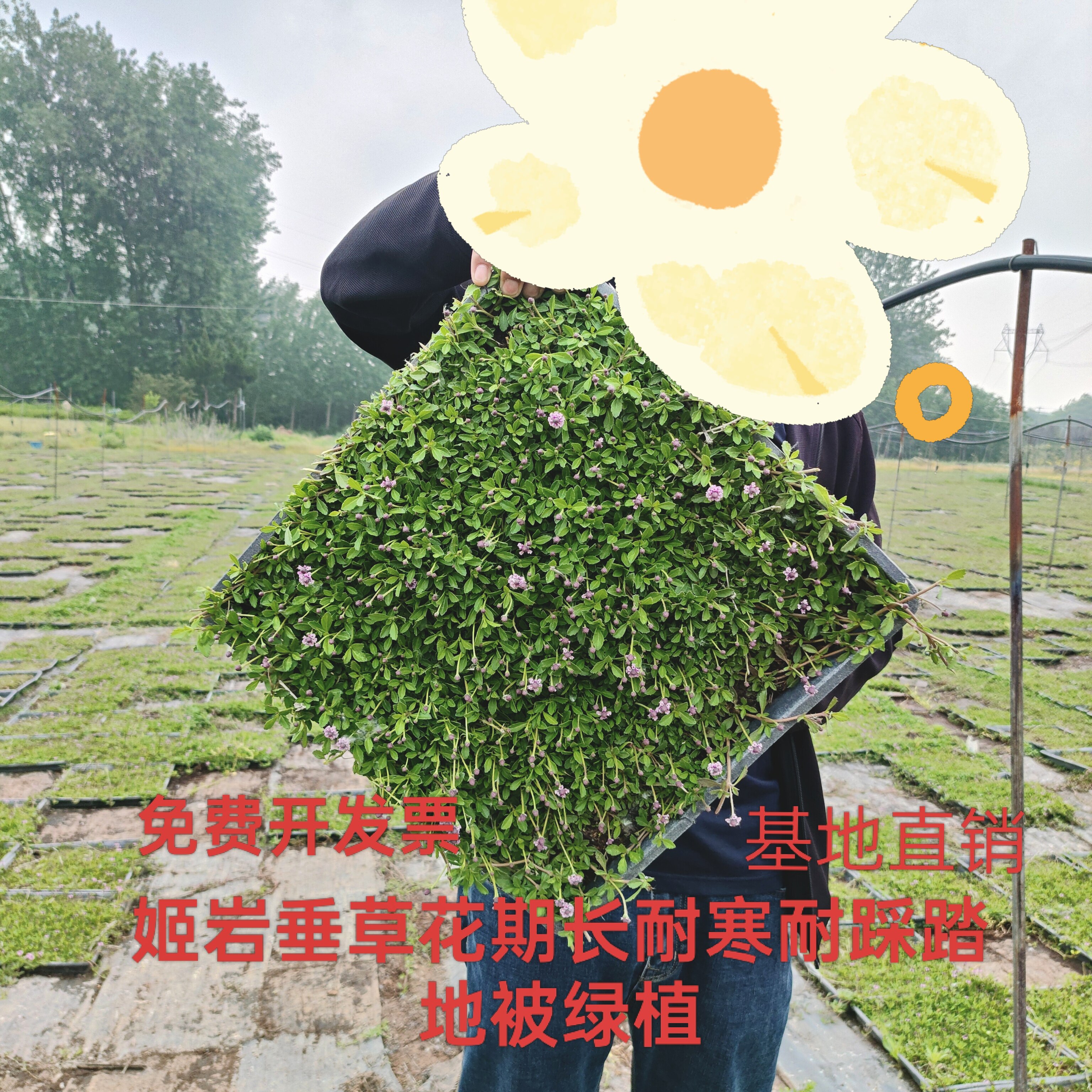 姬岩垂草耐涝耐热耐踩踏会开花