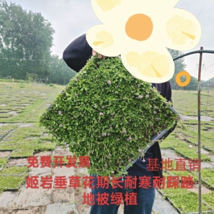 姬岩垂草耐寒耐热耐踩踏耐涝地被植物会开花草坪耐贫瘠工程绿化苗
