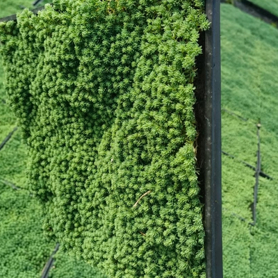 佛甲草姬岩垂草中华景天耐寒地被