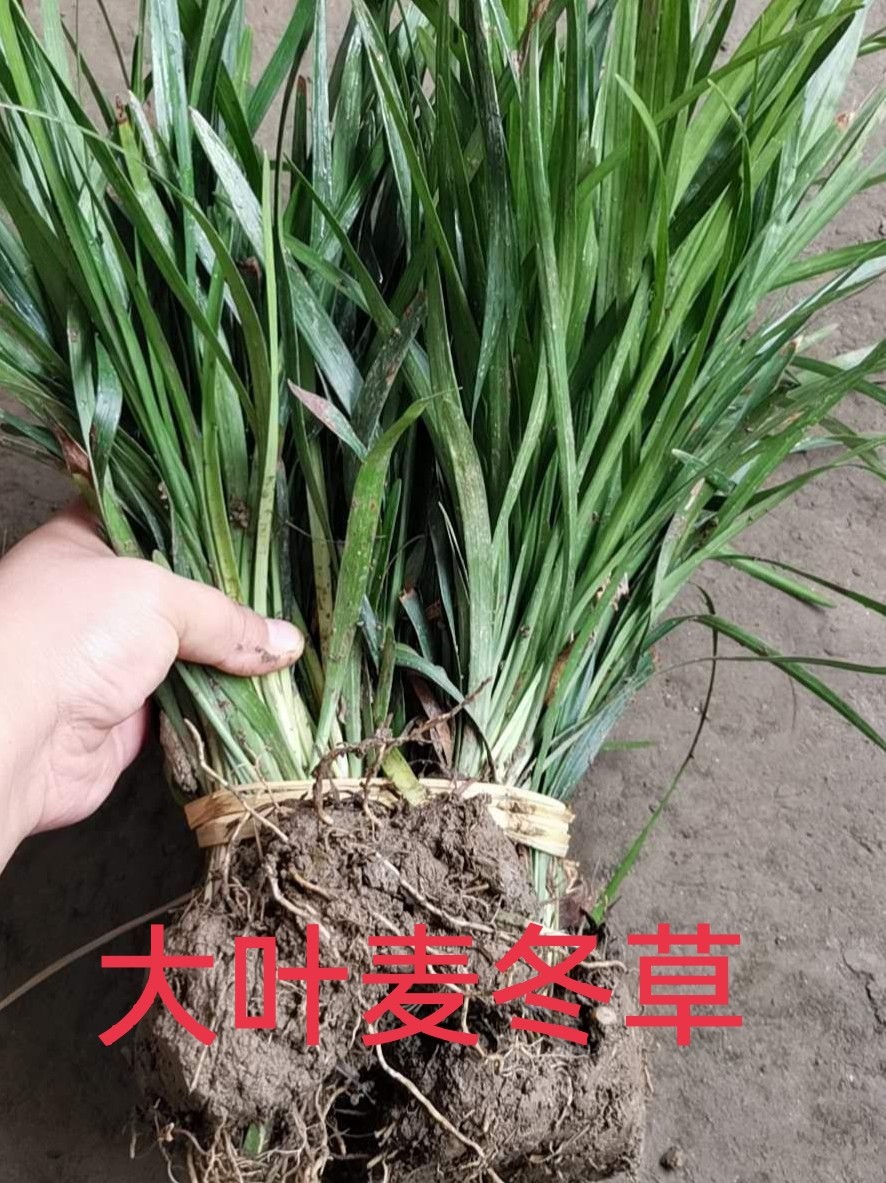 金边麦冬草阔叶大叶麦冬草庭院绿化四季常青耐寒耐阴矮麦冬玉龙草