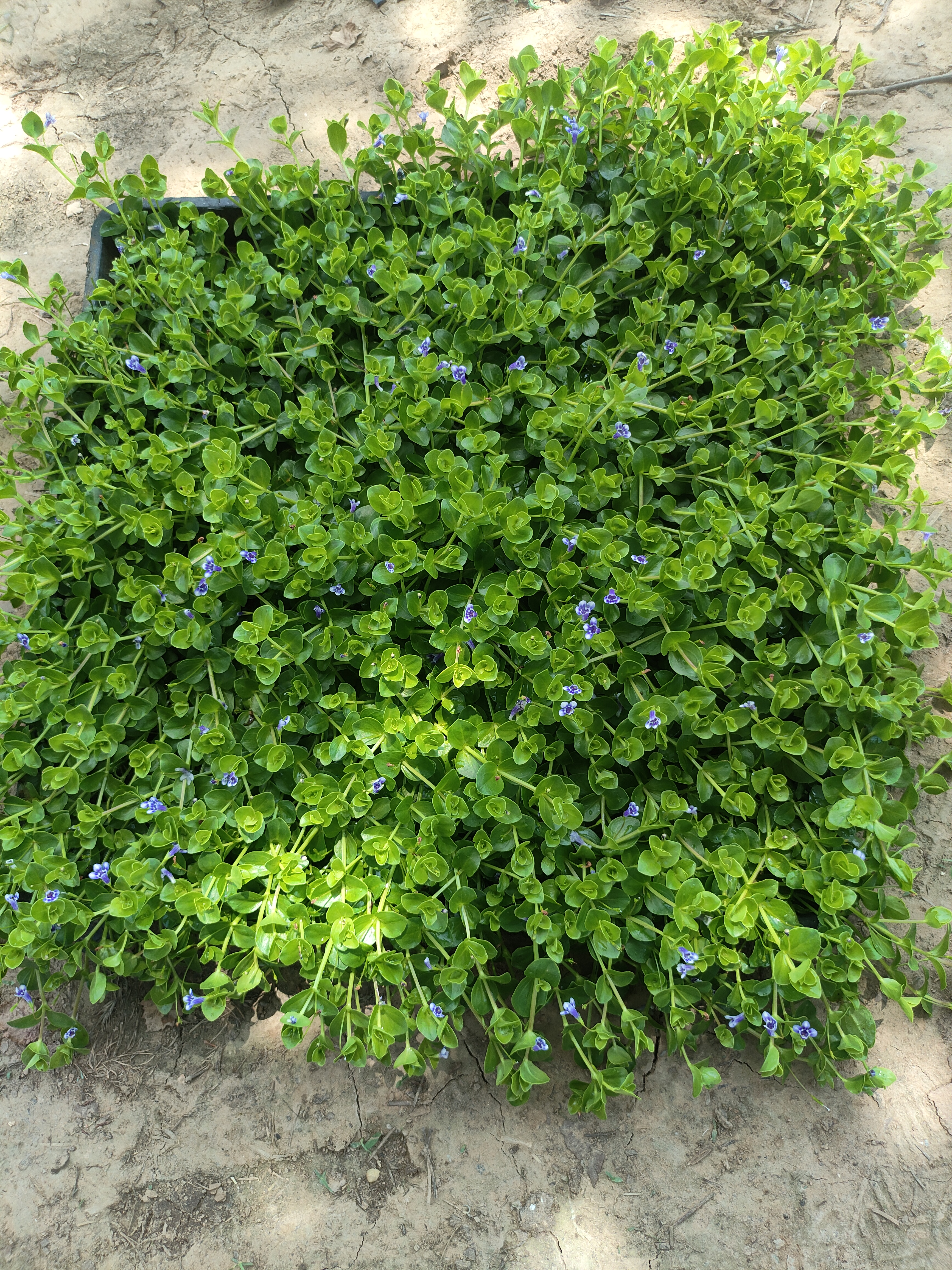 瞳草熊猫堇新西兰半边莲金莎蔓盆栽地被开花地被植物匍匐生长耐热