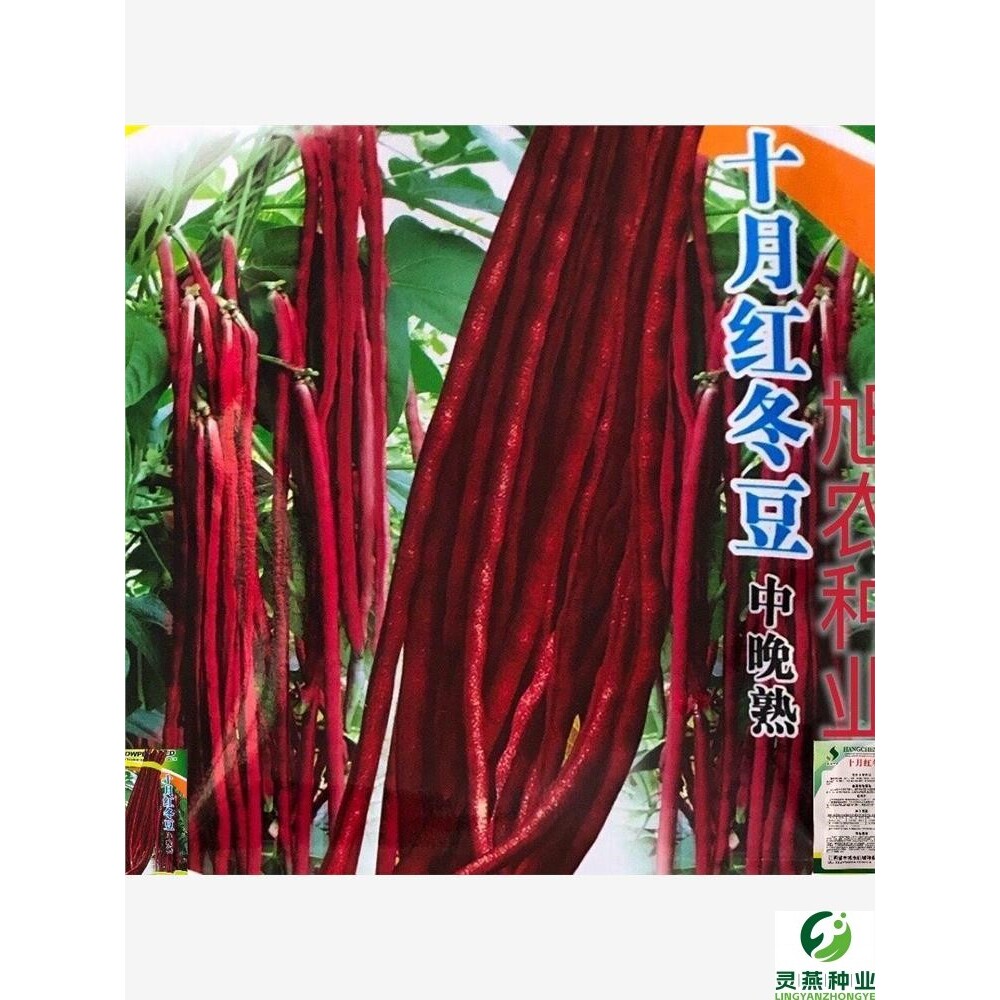十月红冬豆角种子紫色长豆角高产豇豆四季豆庭院大棚秋冬蔬菜种籽