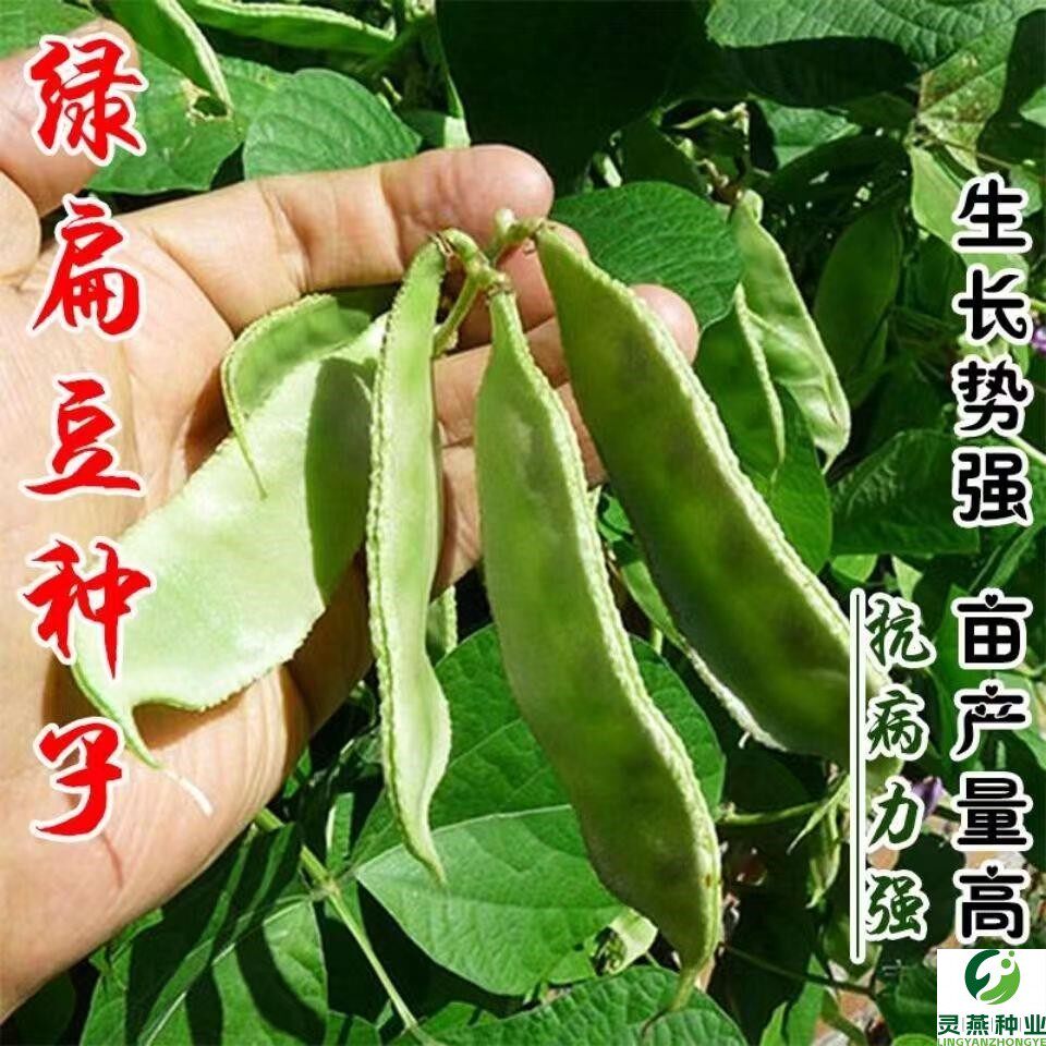 绿眉豆种子梅豆种籽孑扁豆角种子种籽早熟四季豆扁豆芸豆蔬菜架豆