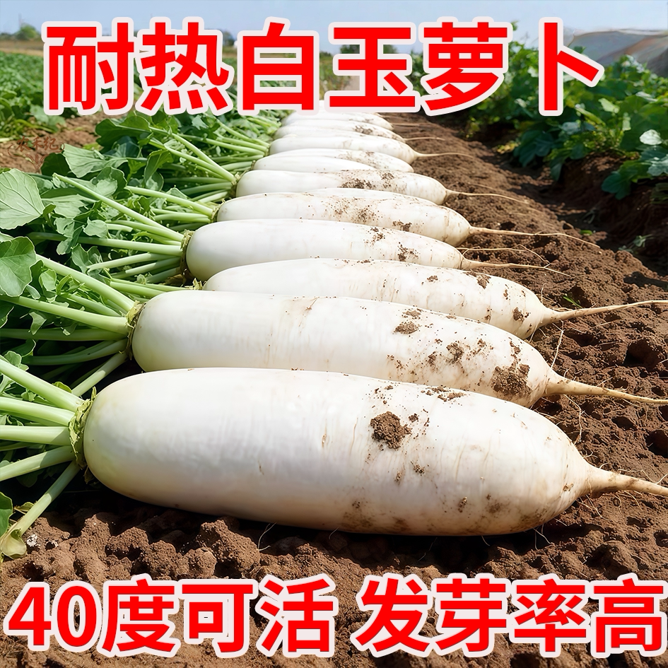 抗热白玉萝卜种子早熟白萝卜种子