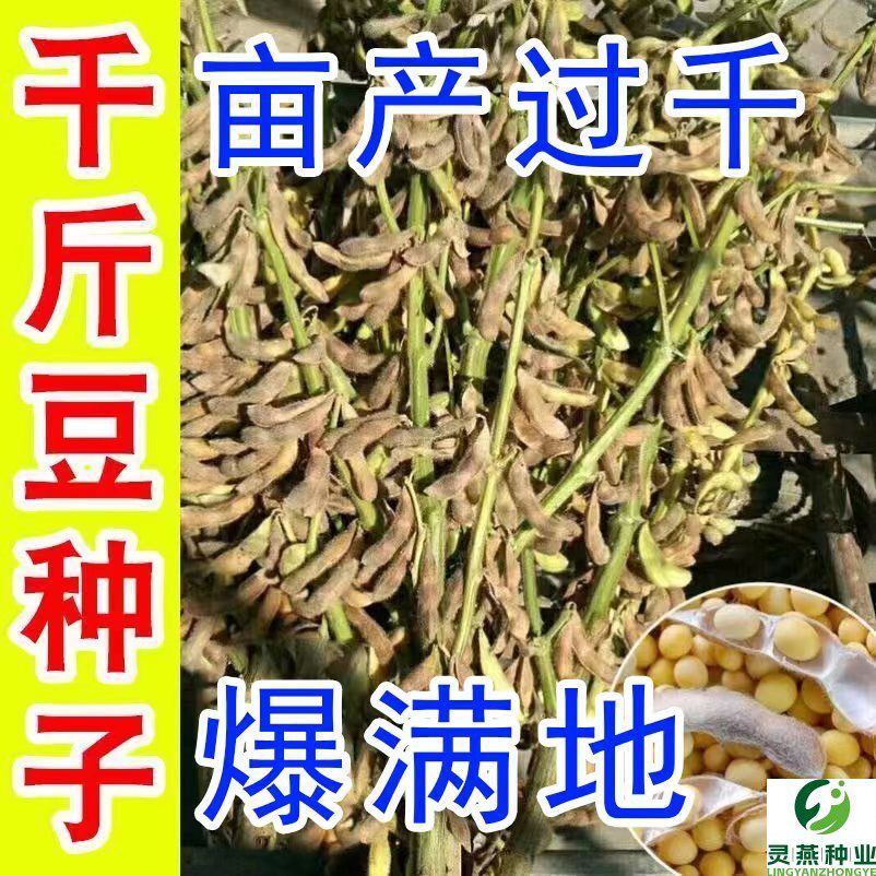 超级千斤豆黄豆种子早黄豆种子农家自种大豆种籽特大高产早熟抗病
