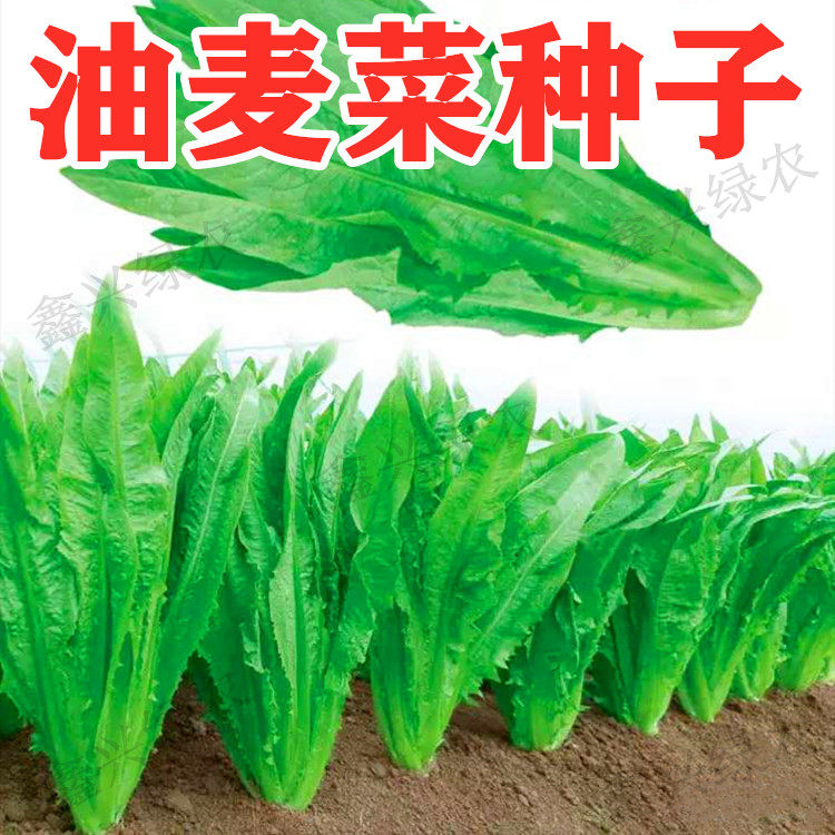 油麦菜种子大叶耐热四季农家阳台盆栽油麦菜菜籽大颗青菜蔬菜种子