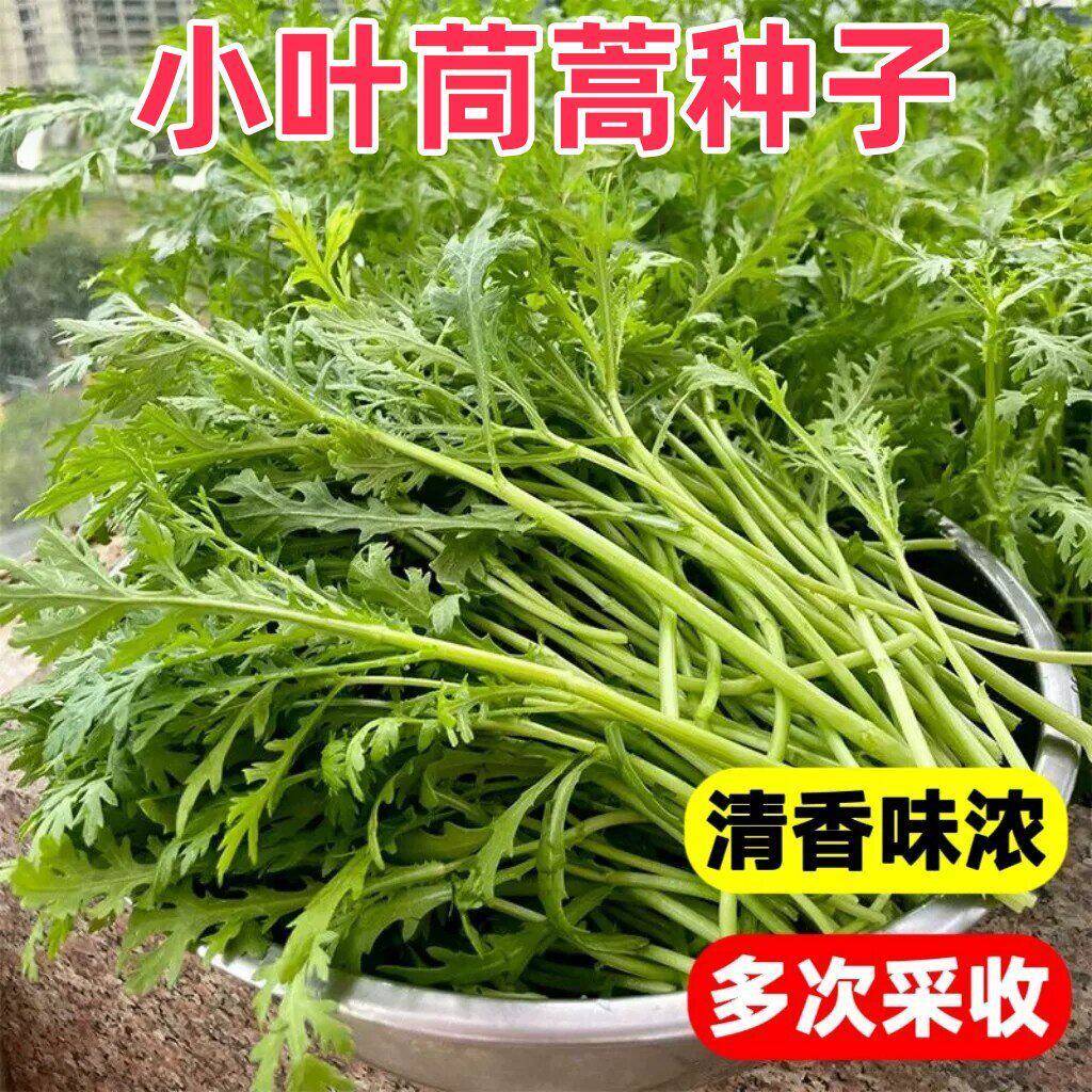 小叶茼蒿种子高产抗病耐寒耐热