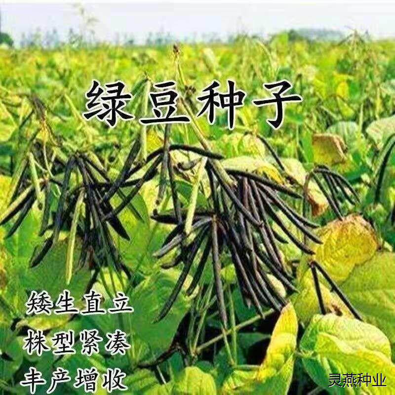 矮杆大粒绿豆种子千斤懒汉早熟抗病高产五谷杂粮种子春夏播种籽