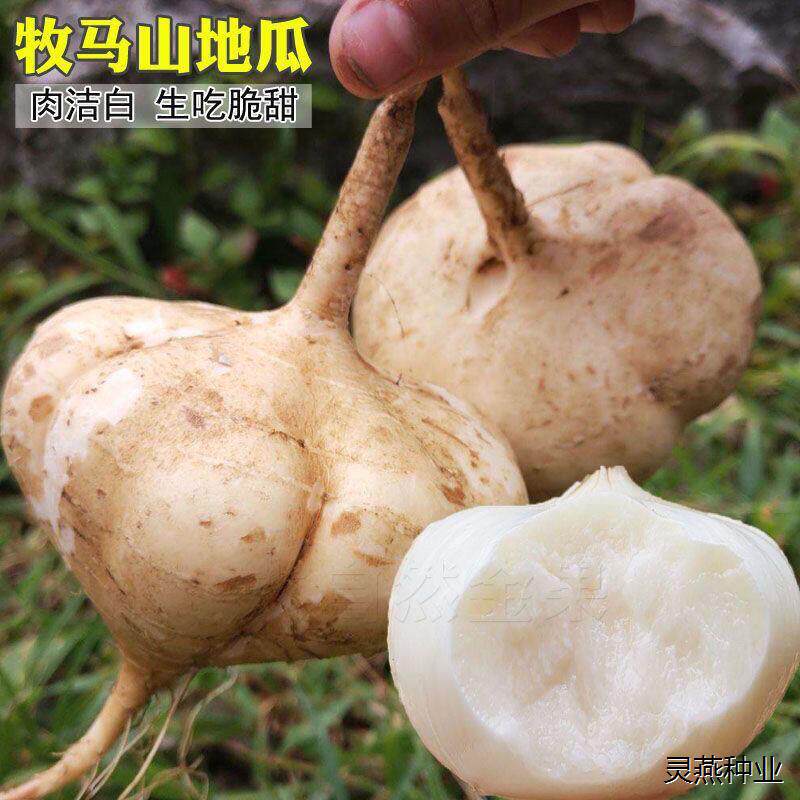 牧马山地瓜种子凉薯种籽孑水果地瓜特大白瓤香甜早熟高产沙葛土瓜